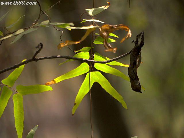 ãã¡ã€ã« 787-1.jpg