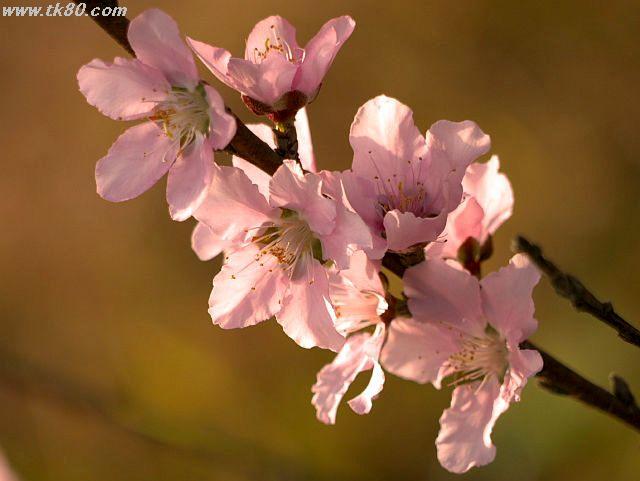 ãã¡ã€ã« 787-3.jpg