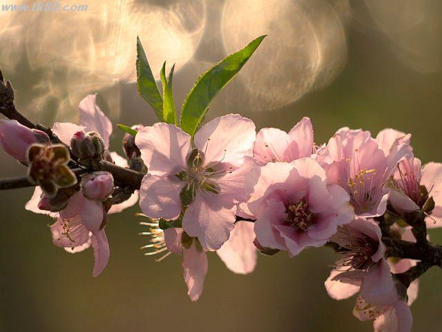 ãã¡ã€ã« 787-4.jpg