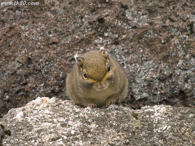 ãã¡ã€ã« 794-3.jpg