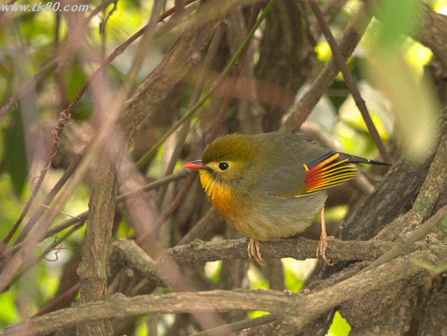 ãã¡ã€ã« 794-5.jpg