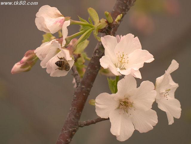 広東省恵州市は、桜の開花宣言！