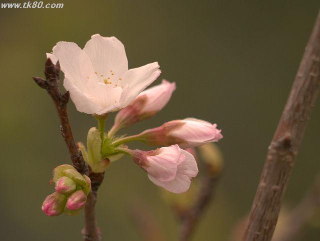 ãã¡ã€ã« 795-2.jpg