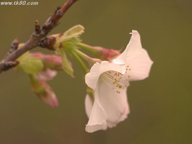 ãã¡ã€ã« 795-3.jpg