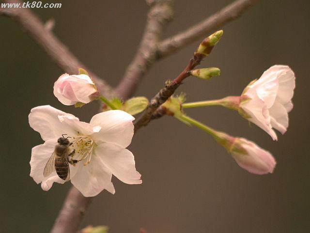 ãã¡ã€ã« 795-4.jpg