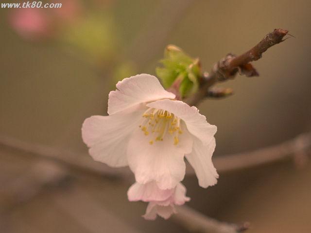 ãã¡ã€ã« 795-5.jpg