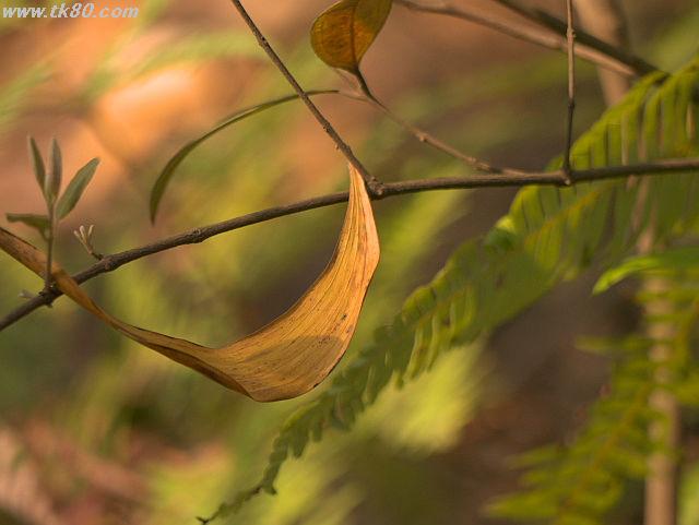 ãã¡ã€ã« 811-1.jpg