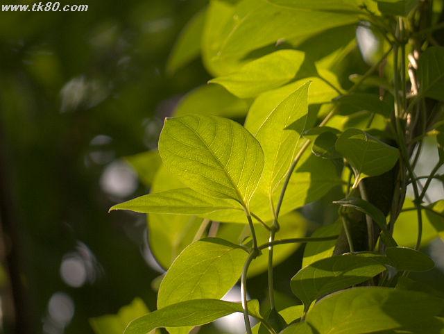 ãã¡ã€ã« 811-2.jpg