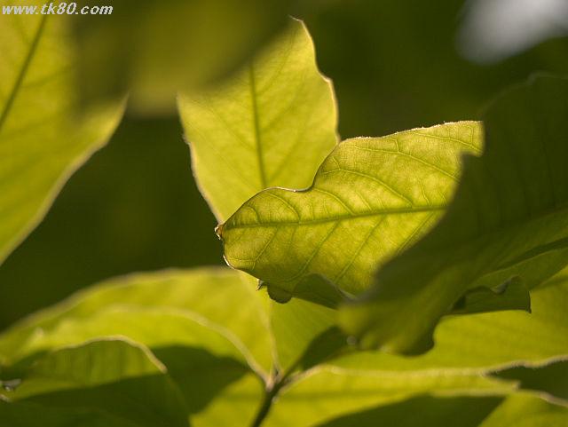 ãã¡ã€ã« 811-4.jpg