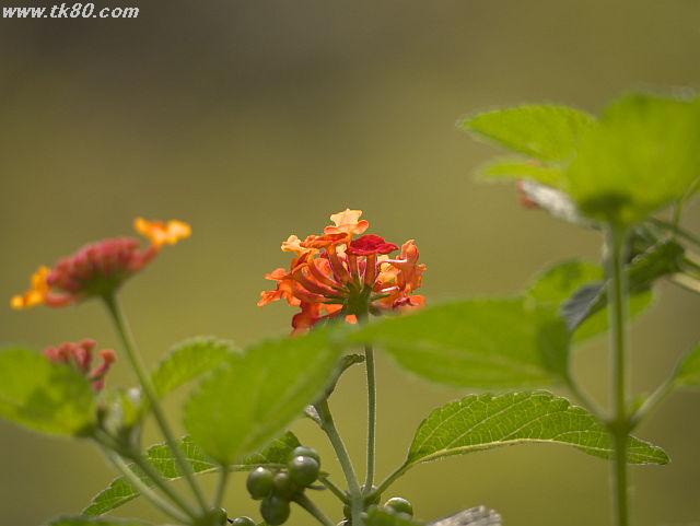 ãã¡ã€ã« 814-4.jpg