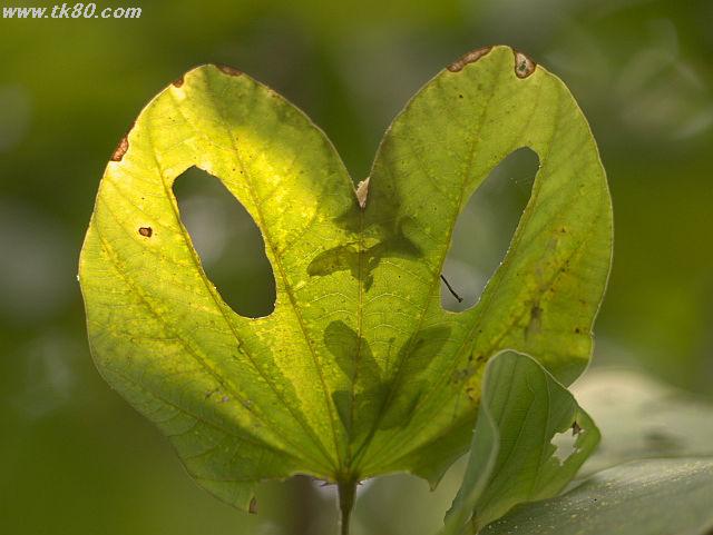 ãã¡ã€ã« 814-5.jpg