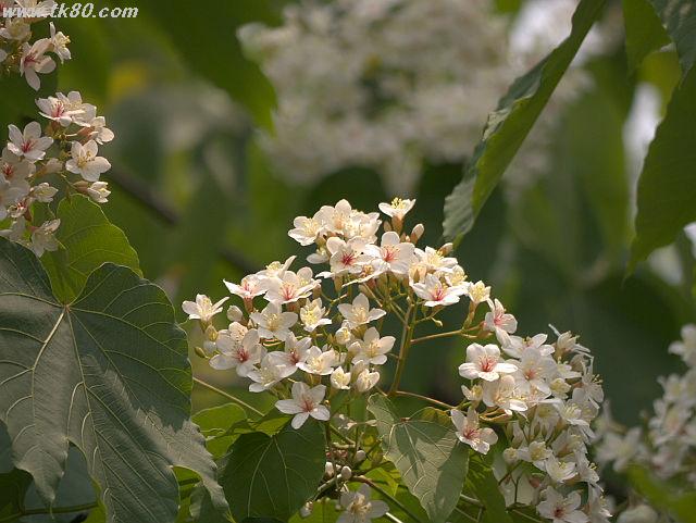 ãã¡ã€ã« 815-1.jpg