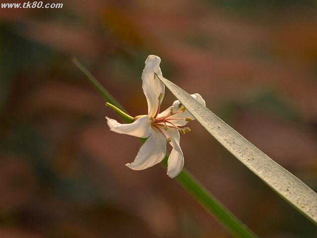 ãã¡ã€ã« 816-2.jpg