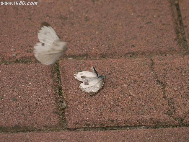 ãã¡ã€ã« 816-4.jpg