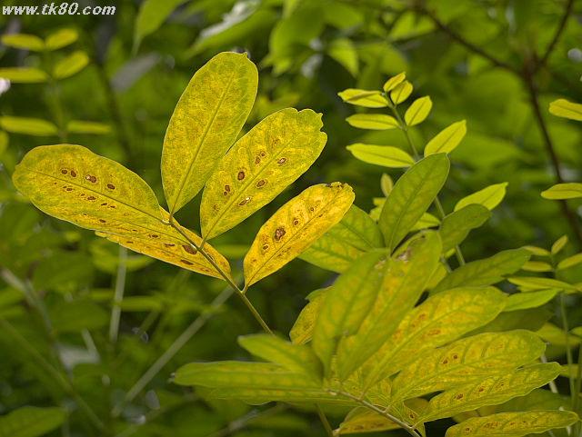 ãã¡ã€ã« 817-2.jpg