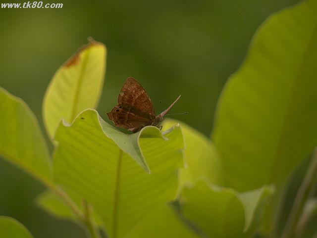 ãã¡ã€ã« 817-4.jpg