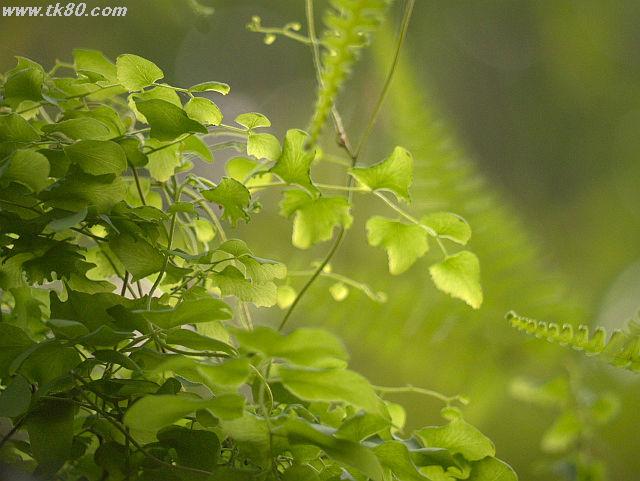 ãã¡ã€ã« 817-5.jpg