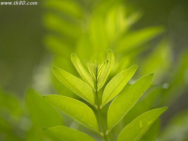 ãã¡ã€ã« 818-1.jpg