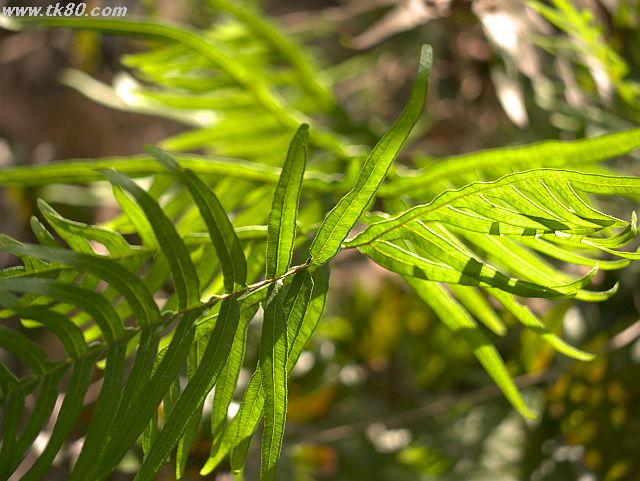 ファイル 821-2.jpg