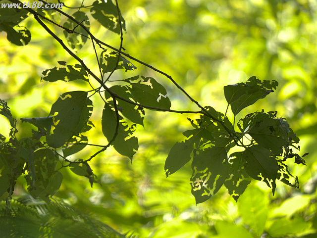 ファイル 826-3.jpg