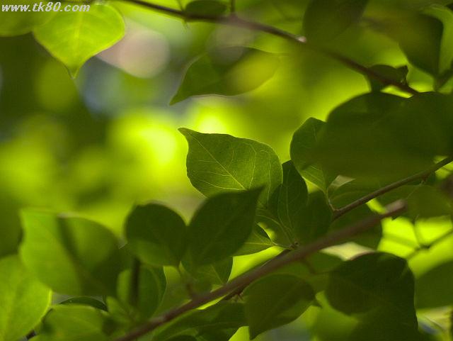 ãã¡ã€ã« 828-2.jpg