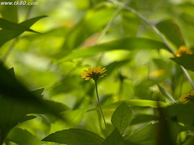 ãã¡ã€ã« 833-1.jpg