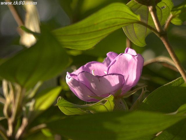 ファイル 835-2.jpg