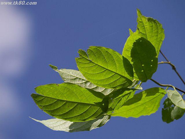 Jhene Aiko The Worst (live at Future Festival) はガッカリ