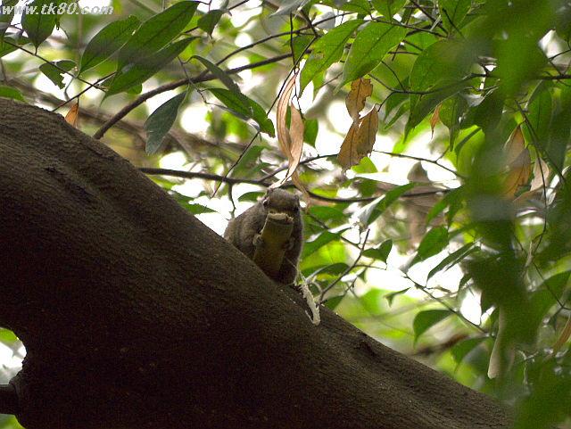 ちょくちょく発生する黒幕って？