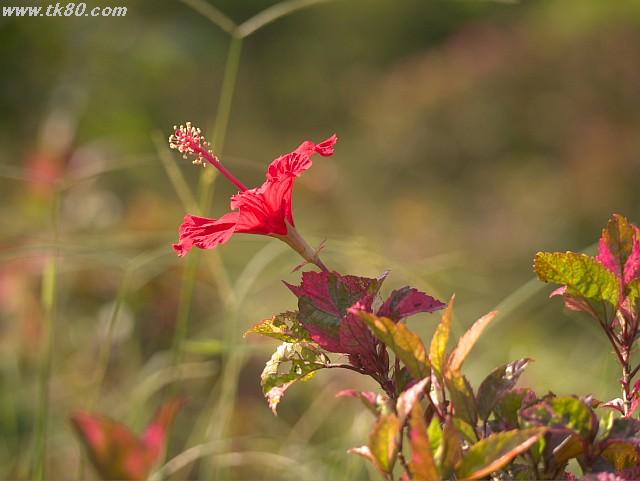 ãã¡ã€ã« 883-1.jpg