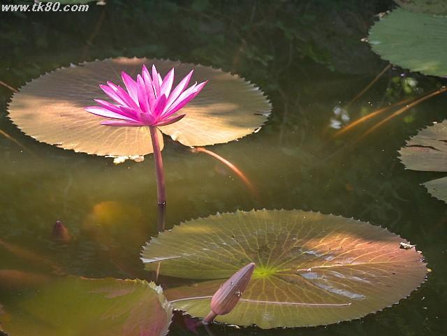 ãã¡ã€ã« 883-2.jpg