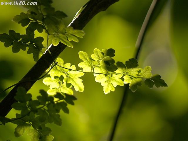 ãã¡ã€ã« 883-3.jpg