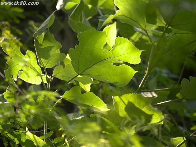 ãã¡ã€ã« 883-4.jpg