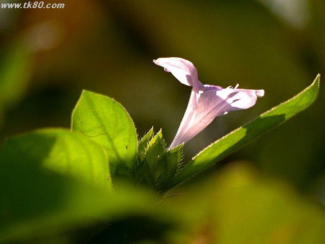 ãã¡ã€ã« 884-2.jpg