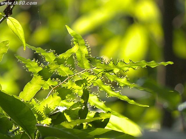 ãã¡ã€ã« 885-2.jpg