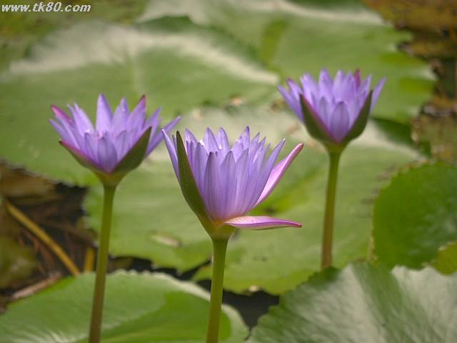 ãã¡ã€ã« 891-1.jpg