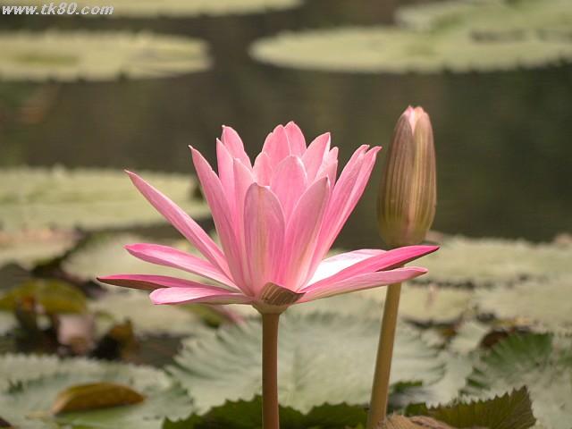 ãã¡ã€ã« 891-4.jpg