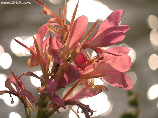 海珠湖；広州タワーが見える公園