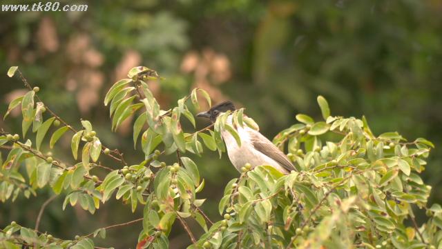 ãã¡ã€ã« 923-1.jpg