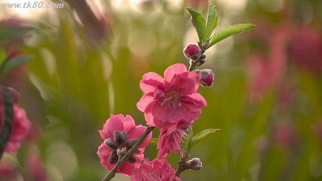 ãã¡ã€ã« 926-3.jpg