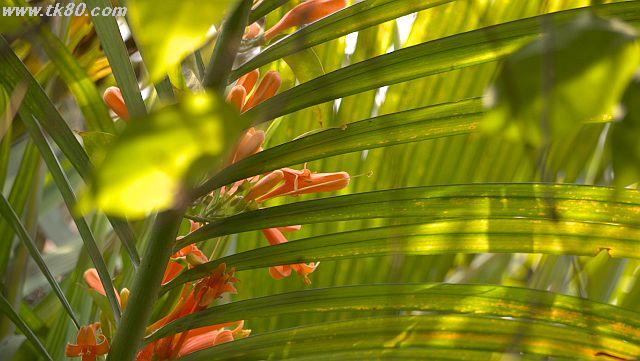 ãã¡ã€ã« 927-1.jpg