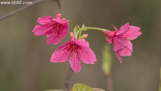 ãã¡ã€ã« 931-1.jpg