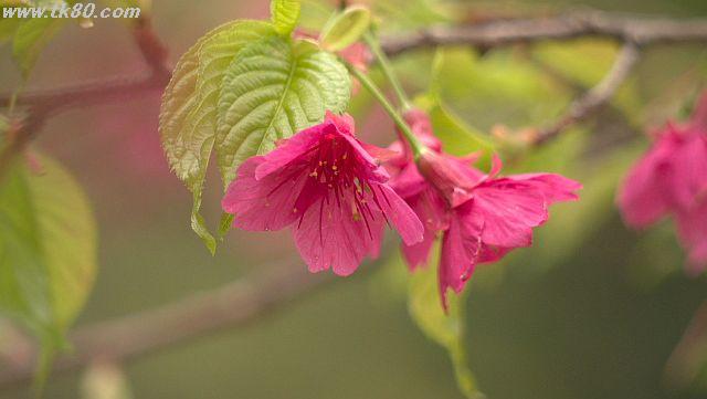 ãã¡ã€ã« 931-2.jpg