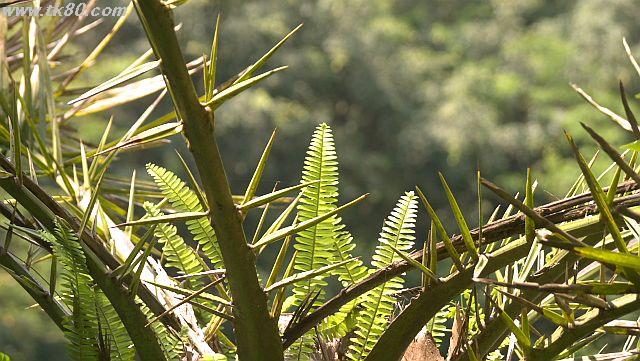 ファイル 941-4.jpg