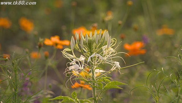 ファイル 944-5.jpg