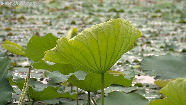 ファイル 946-1.jpg