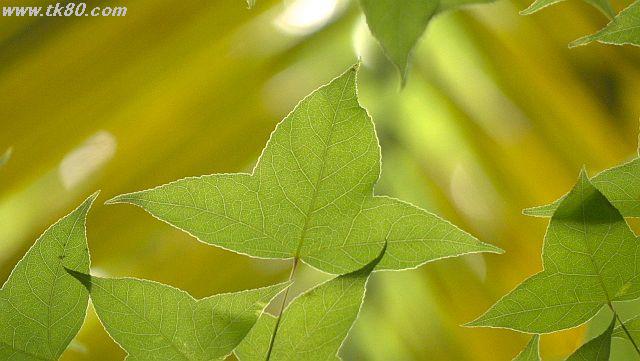 ファイル 946-3.jpg