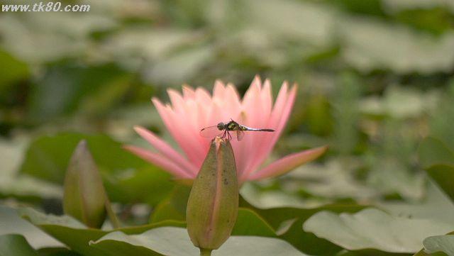 ファイル 946-4.jpg