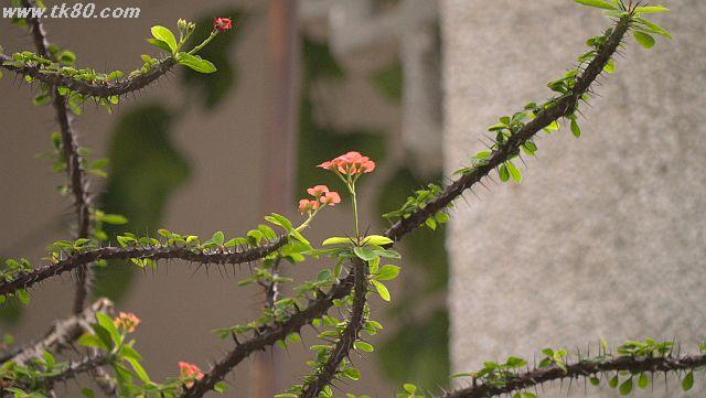 沙湾古鎮も人でごったかえし