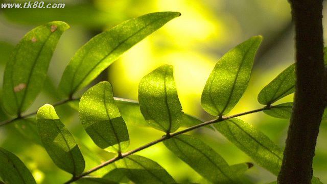 聞いて下さい！ウグイスでは！？